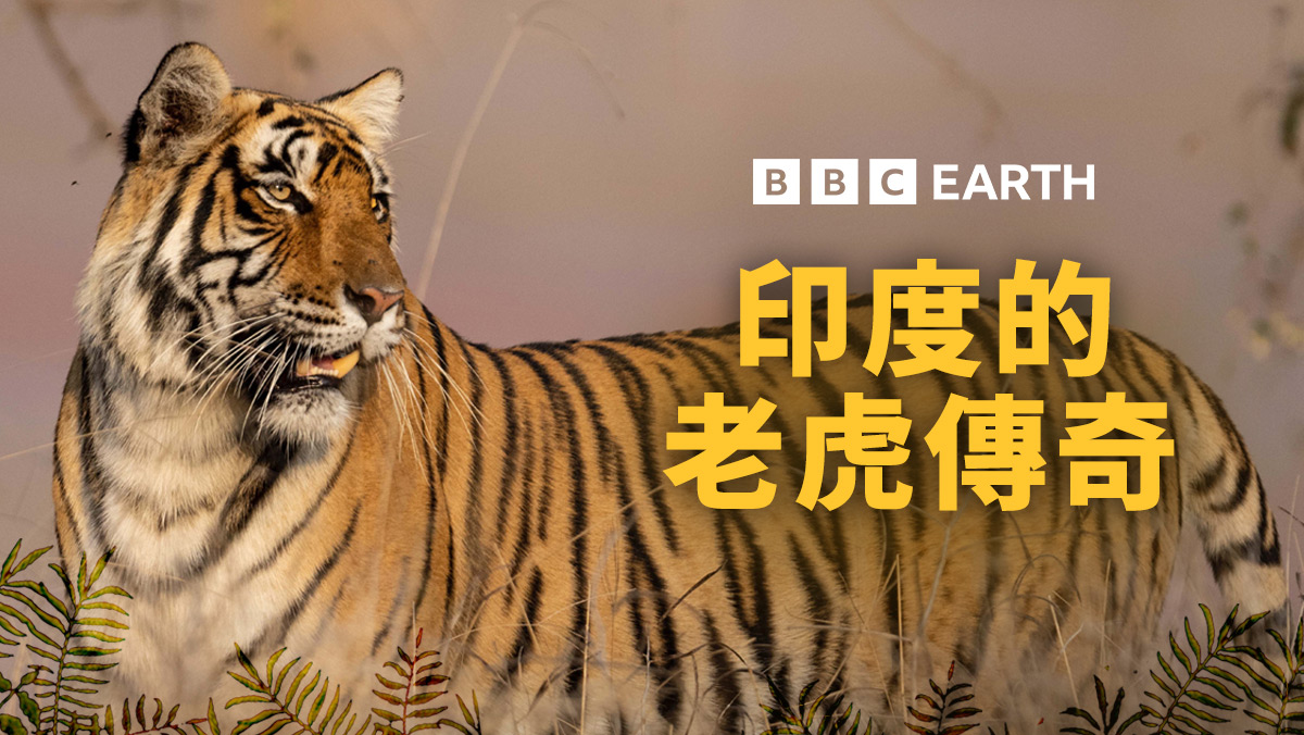 <BBC Earth>印度的老虎傳奇