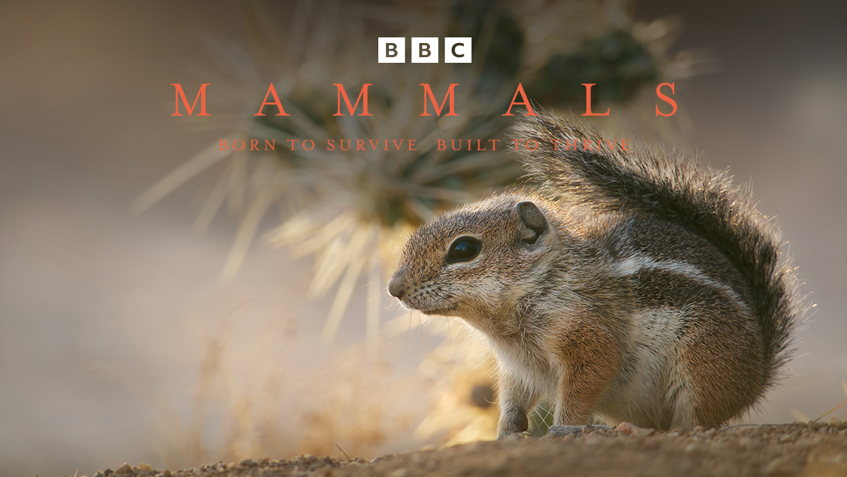 <BBC Earth>哺乳動物大解密