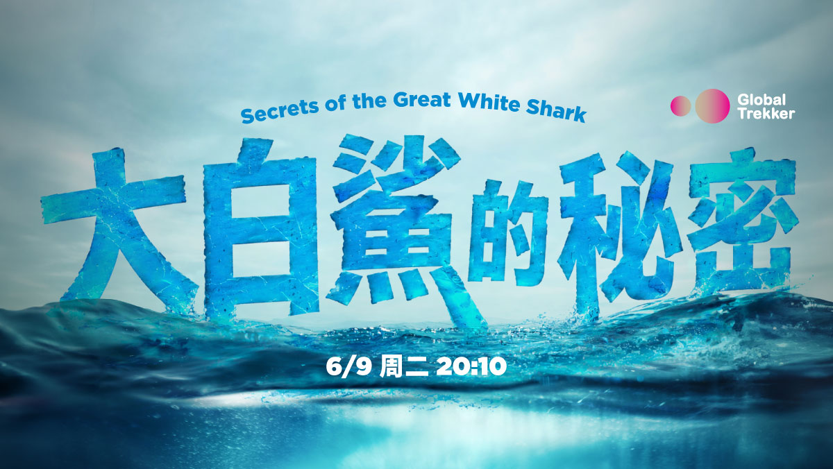 大白鯊的秘密