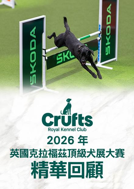 2026英國克拉福茲頂級犬賽 精華回顧