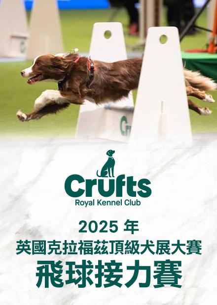 2025英國克拉福茲頂級犬賽 飛球接力賽