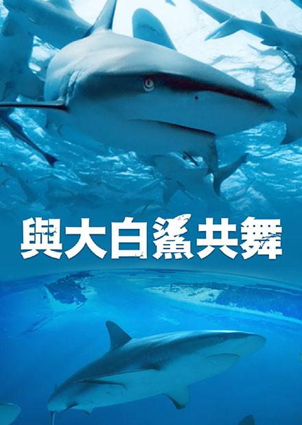 與大白鯊共舞
