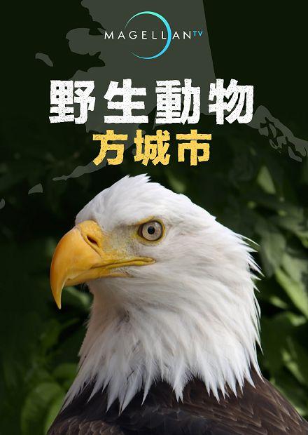 野生動物方城市