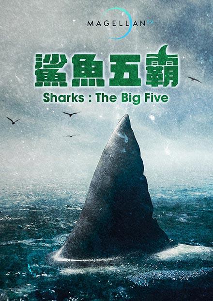 鯊魚五霸