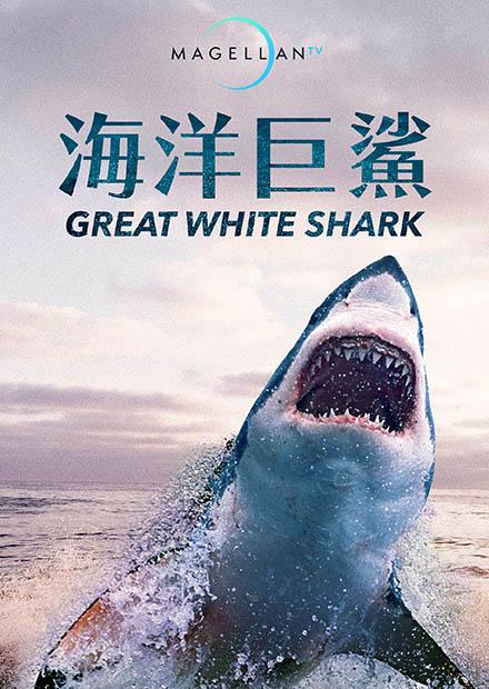 海洋巨鯊