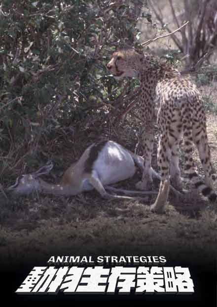 動物生存策略(雙語)