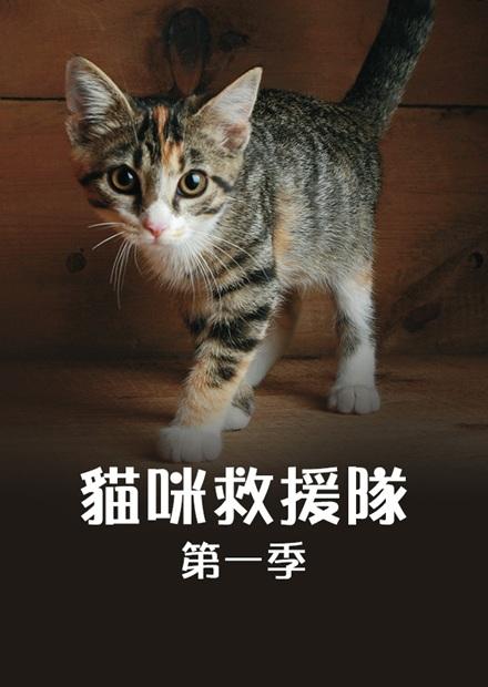 貓咪救援隊S1