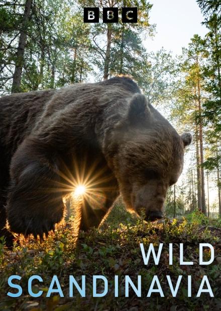 野性斯堪地那維亞S1