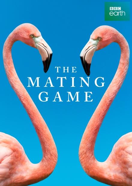 動物求偶記S1