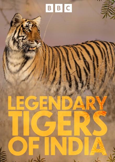印度的老虎傳奇S1