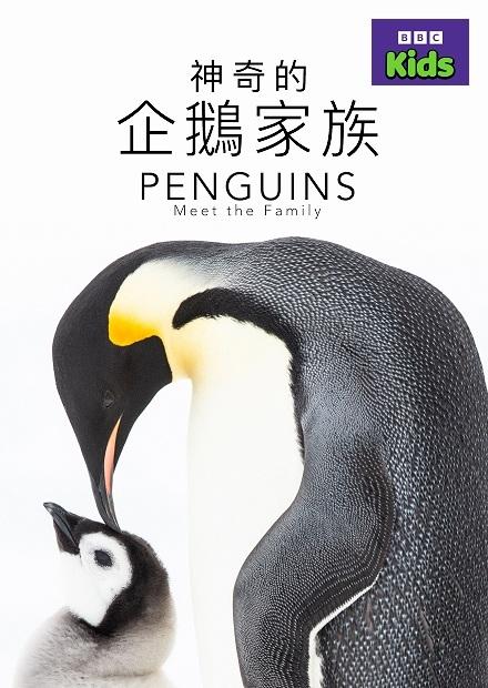 神奇的企鵝家族