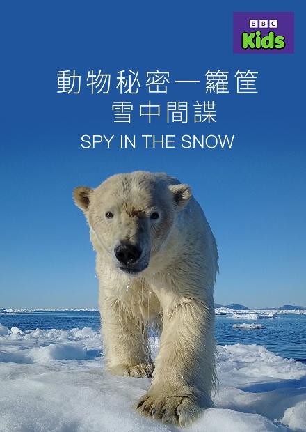 動物秘密一籮筐-雪中間諜