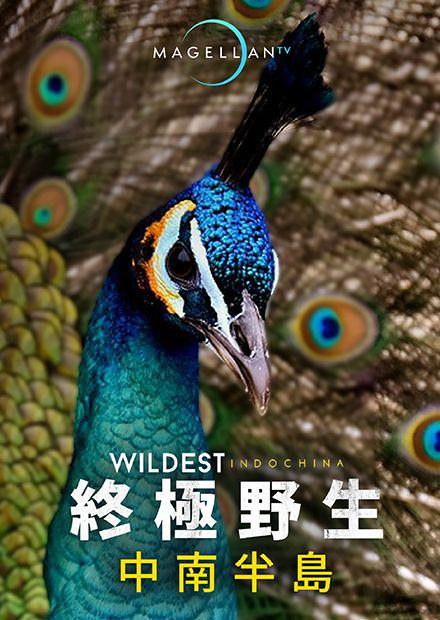 終極野生中南半島