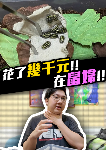【會員限定】花了幾千在鼠婦！超大量鼠婦出現！！｜會員影片【黑羽】