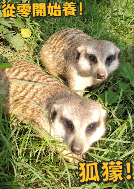 【從零開始養】狐獴篇!獅子王裡的丁滿!!可愛的狐獴家族，背後隱藏著複雜關係!? meerkat
