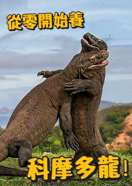 【從零開始養】科摩多龍!會吃人!?口水有毒!?是印尼國寶?【許伯簡芝】Komodo dragon!