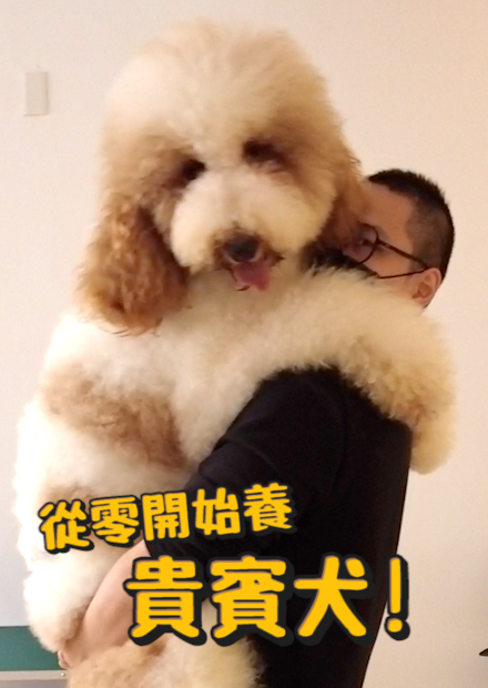 【從零開始養】貴賓犬!居然是超擅長下水打獵的貴婦?最小能放進茶杯?最大竟跟人差不多高! 【許伯簡芝】