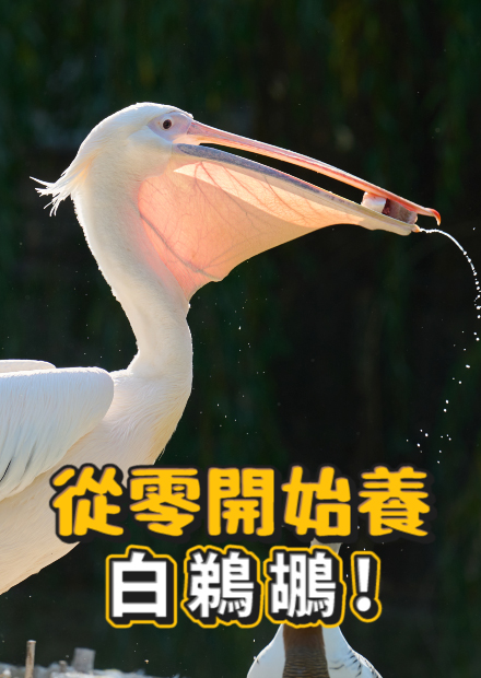 【從零開始養】白鵜鶘!嘴巴可以裝超多!嘴賤愛咬人!!會吃鴿子?!【許伯簡芝】