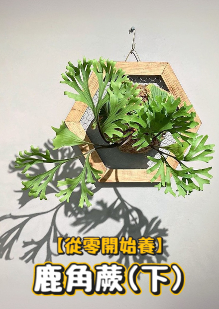 【從零開始養】鹿角蕨(下)從零上板鹿角蕨!鹿角蕨該怎麼飼養?鹿角蕨竟然怕小強!?【許伯簡芝】