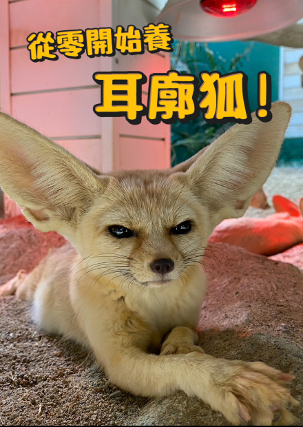 【從零開始養】耳廓狐!叫聲像狗?!行為像貓?大耳的功能?會認人?比吉娃娃還小!【許伯簡芝】Fennec Fox