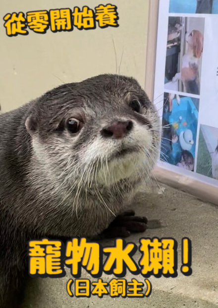 【從零開始養】寵物水獺(日本飼主篇)!攻擊力強!咬人打穿好幾個洞!為了養他浴室改成水獺專屬水池?【許伯簡芝】