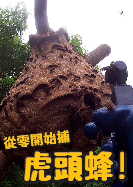 跟著捕蜂大隊去摘蜂窩!台灣常見虎頭蜂?被虎頭蜂叮到會怎樣?一天蜂窩通報量高達40件!?Hornet【許伯簡芝】