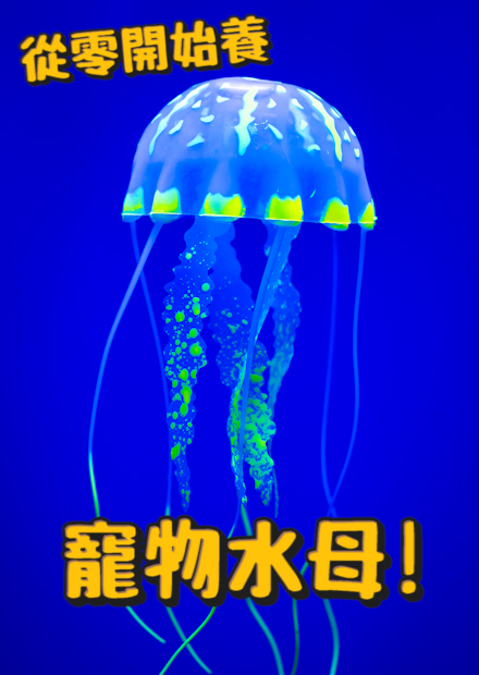 【從零開始養】寵物水母!?歸剛的水母是什麼水母?水母的頭到底在哪裡?最大的水母是什麼?【許伯簡芝】