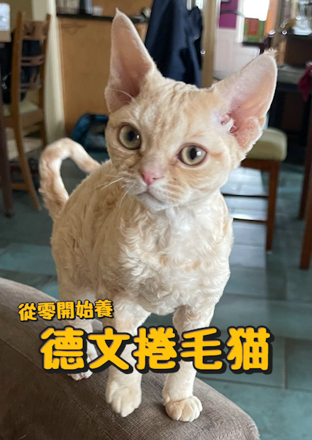 【從零開始養】德文捲毛貓!比魯斯大人?小型貓!只有2公斤?!美容師認證最好喜的品種!【許伯簡芝】