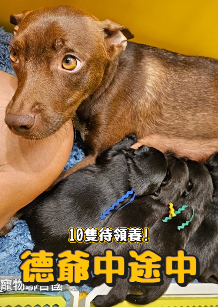 【德爺中途中】救援不當飼養狗狗!幫狗狗接生過程!為何黑狗難送養?十隻狗狗開放領養!【許伯簡芝】