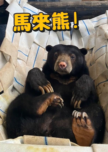 馬來熊!世界最小隻的熊!?胸前不是V?以前超多人飼養!攻擊性如何?!舌頭超爆長!【許伯簡芝】【從零開始】