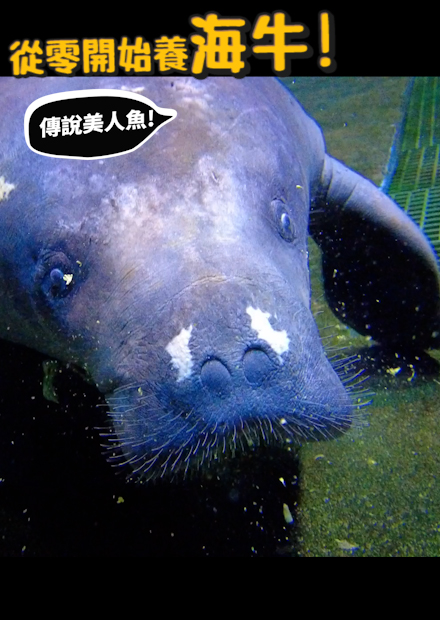 【從零開始養】海牛!乳頭位置超特別!號稱水中美人魚?換氣前要先來個伏地挺身?【許伯簡芝】