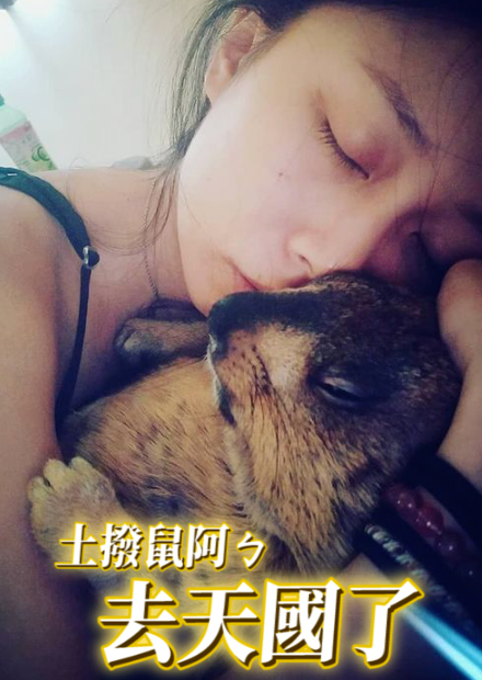 土撥鼠阿ㄅ去天國了...打算做成標本!