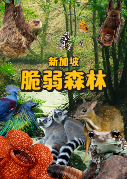 新加坡脆弱森林!走入熱帶雨林!與動物幾乎0距離體驗!狐蝠、小鼷鹿、樹懶等各種與眾不同動物!