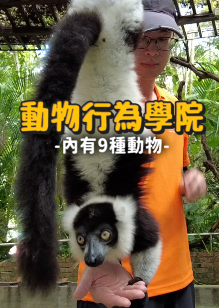 開箱台北市立動物園的9種動物!浣熊為什麼要洗手?環尾狐猴會倒吊吃東西?蘭嶼有原生種的豬?!【許伯簡芝】