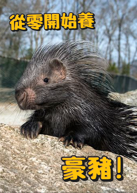 【從零開始養】豪豬!可以打贏花豹?真正的扮豬「吃」老虎!靠近他小心被刺成仙人掌【許伯簡芝】