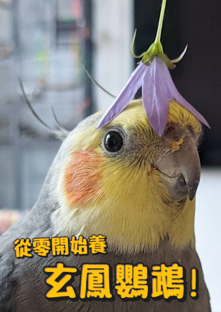 【從零開始養】玄鳳鸚鵡!是超級禿頭?頭上天線可以表達心情!?會唱歌說話?【許伯簡芝】cockatiel!