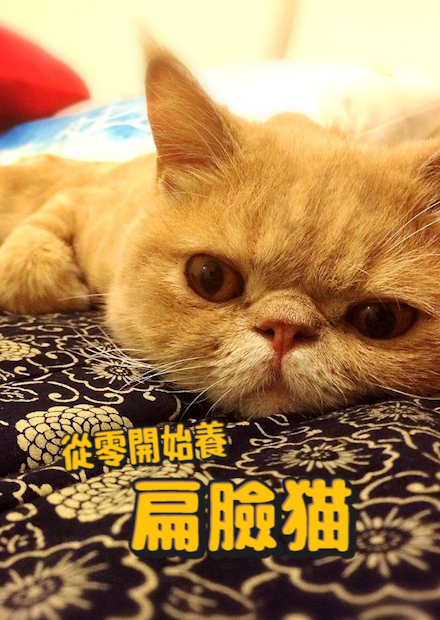 【從零開始養】扁臉貓!傳說中的加菲貓?超多花色?【許伯簡芝】
