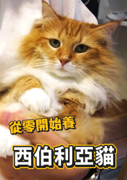 【從零開始養】西伯利亞貓!長毛貓祖先!被國際制裁的貓!?台灣極少見!【許伯簡芝】