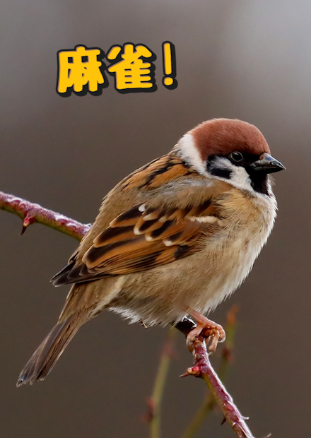 麻雀!撿到可以養嗎?有外來種麻雀!八哥攻擊麻雀巢!現在麻雀數量有減少?【許伯簡芝】【動物科普】