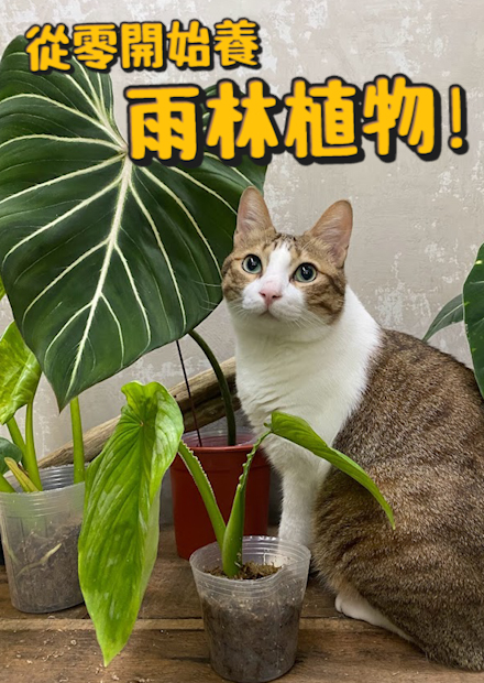 【從零開始養】雨林植物!一片葉子竟然要價6位數!?價格起伏像坐雲霄飛車! 生病的葉子更受到喜愛?在養狗跟養植物中選擇了...?【許伯簡芝】