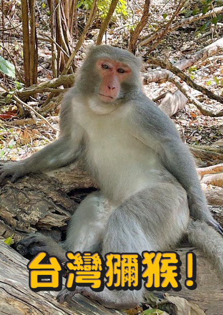 台灣獼猴!遇到獼猴跳身上怎麼辦? 舉尾巴不是猴王?! 母系社會雄猴超辛苦!!【許伯簡芝】【從零開始養】