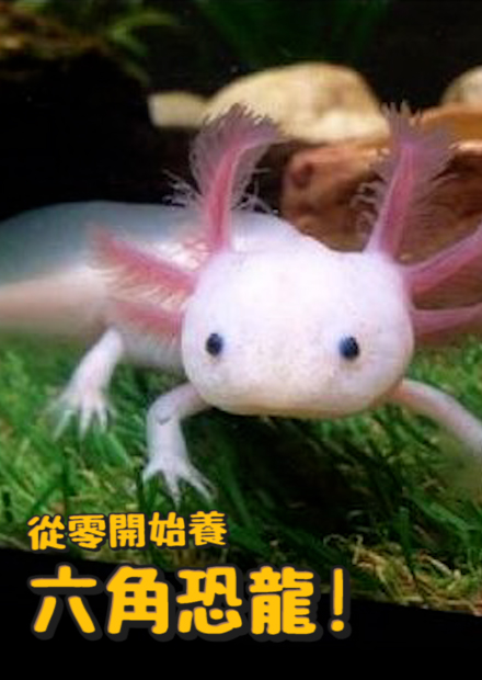 【從零開始養】六角恐龍?超強再生能力?不老容顏?超省錢養法!?【許伯簡芝】