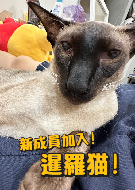 新成員暹羅貓加入!新交通工具?跟家裡的貓相處如何?會打吉普?家裡新老大?!