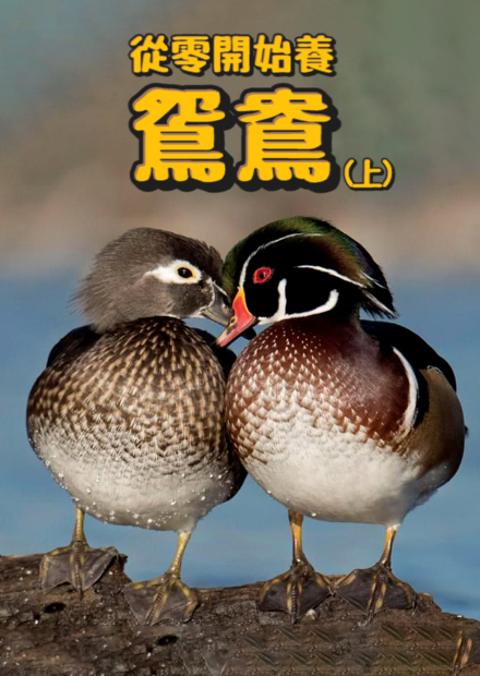 【從零開始養】鴛鴦(上)!只羨鴛鴦不羨仙!鴛鴦真的專情嗎?寵物鴛鴦親人秘訣!?會跟著你走!【許伯簡芝】Wood Duck! Mandarin duck!