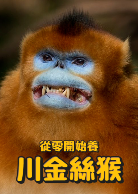 【從零開始養】川金絲猴!孫悟空的原型?直擊瑟瑟現場?!跟他們打招呼方法是這個!最喜歡的不是香蕉?!【許伯簡芝】