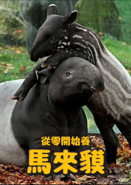 【從零開始養】馬來貘!超會噴尿?直擊求歡現場?!將有新的馬來貘寶寶!?台北市立動物園7隻馬來貘!【許伯簡芝】Malayan tapir!