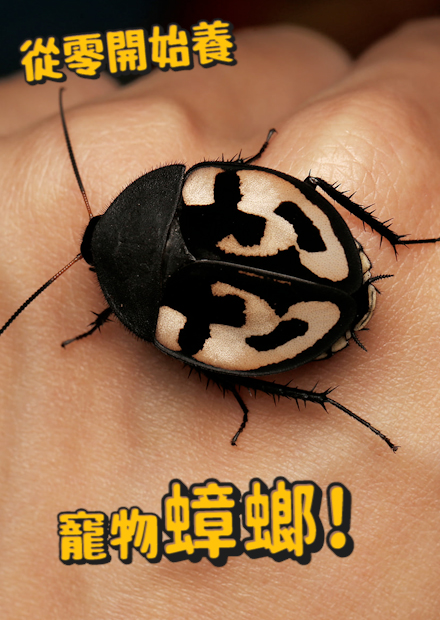 【從零開始養】蟑螂篇!存在超過億年，令人聞之色變的生物!!全世界最重的蟑螂長什麼樣子?【許伯簡芝】Cockroach