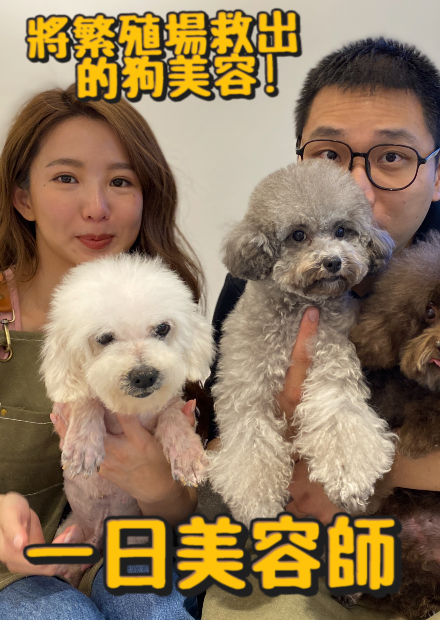 女神瑤瑤考到美容檢定?與肥宅一起將被繁殖場丟棄的狗美容!!【許伯簡芝】