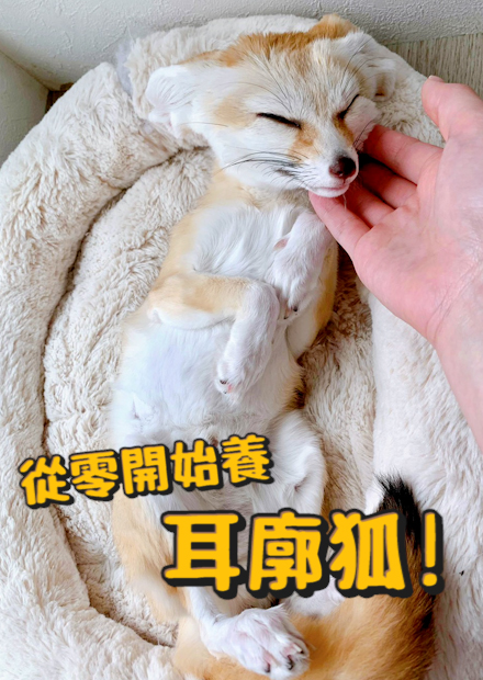 【從零開始養】耳廓狐!採訪日本飼主!耳朵那麼大有什麼功能?個性像狗?智商很低?【許伯簡芝】