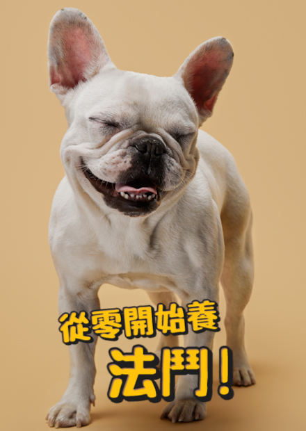 【從零開始養】法鬥!養七隻猛男的體驗?智商低卻是滑板高手?類短鼻犬的疾病?採訪癱瘓救回的狗的飼主!【許伯簡芝】